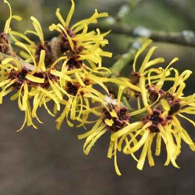 hamamelis oat-bochery